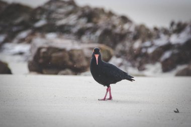 Gelgit bölgesinde Batı cape Güney Afrika için buzlu besleme siyah istiridye yakalayıcı görüntüsünü kapatmak