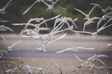 Close up image of a flock of Caspian Terns flying of the perch in an estuary in South Africa clipart