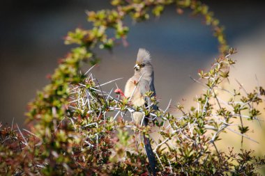 Güney Afrika'da karoo bölgesinde bir diken Bush güneşlenme bir mousebird görüntüsünü kapatmak
