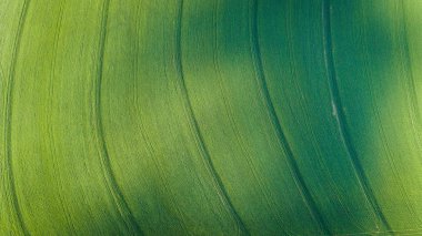 Swartland bölgesi Batı Güney Afrika cape parlak yeşil buğday alanlarının geniş açı dron görüntü.