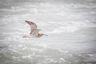 Kuş uçuş Güney Afrika sahillerinde görüntüsünü kapatmak