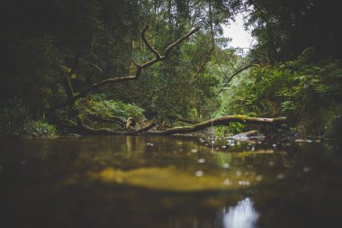 Geniş açılı manzara fotoğraf at Jubilee Creek küçük akışının Knysna ormanın derinliklerinde
