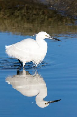 Görüntü bir Haliç West Coast Güney Afrika üzerinde bir büyük beyaz ak balıkçıl balıkçılık kadar kapatın