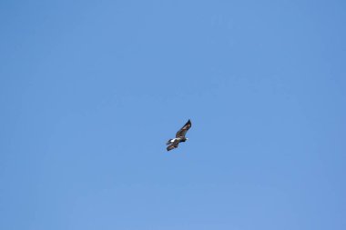 Görüntü yüksek gökyüzü Güney Afrika karoo bölge üzerinde yükselen bir kara kartal kadar kapatın