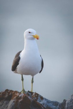 Görüntü bir kayanın içinde bahçe rota Güney Afrika üzerinde oturan siyah sırt martı kadar kapatın