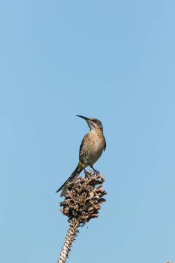 Bir ağaç dalı üzerinde tünemiş bir kadın Cape Sugarbird görüntüsünü kapatmak