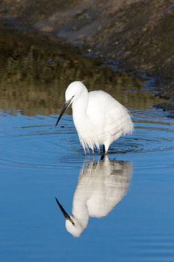 Görüntü bir Haliç West Coast Güney Afrika üzerinde bir büyük beyaz ak balıkçıl balıkçılık kadar kapatın