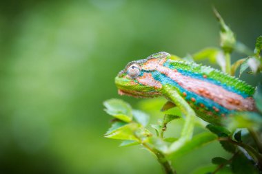 Resmini bir bukalemun yeşil bir arka plan üzerinde canlı renkler ile kapatmak