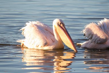 Görüntü harika bir beyaz pelikan Güney Afrika'nın batı kıyısında bir Haliç yem balık besleme kadar kapatın