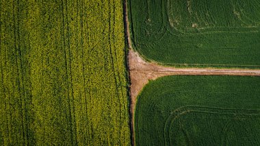 Güney Afrika Swartland kanola ve buğday alanlarına üzerinden hava görüntüleri