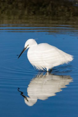 Görüntü bir Haliç West Coast Güney Afrika üzerinde bir büyük beyaz ak balıkçıl balıkçılık kadar kapatın