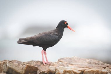 Gelgit bölgesinde Batı cape Güney Afrika için buzlu besleme siyah istiridye yakalayıcı görüntüsünü kapatmak