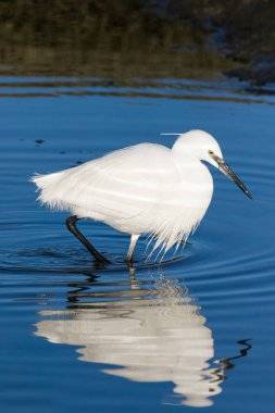 Görüntü bir Haliç West Coast Güney Afrika üzerinde bir büyük beyaz ak balıkçıl balıkçılık kadar kapatın