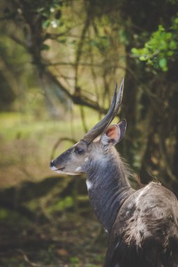 Ceylanlar Knysna kıyı kasaba Güney Afrika çevresinde doğal ormanlarda görüntüsünü kapatmak