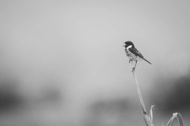 Taş sohbet bir kamış bir çayırda oturan kuş fotoğrafı kapatın