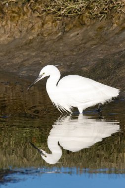 Görüntü bir Haliç West Coast Güney Afrika üzerinde bir büyük beyaz ak balıkçıl balıkçılık kadar kapatın