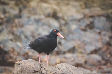 Gelgit bölgesinde Batı cape Güney Afrika için buzlu besleme siyah istiridye yakalayıcı görüntüsünü kapatmak