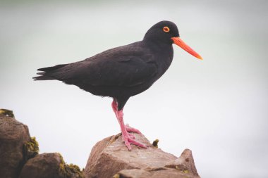 Gelgit bölgesinde Batı cape Güney Afrika için buzlu besleme siyah istiridye yakalayıcı görüntüsünü kapatmak