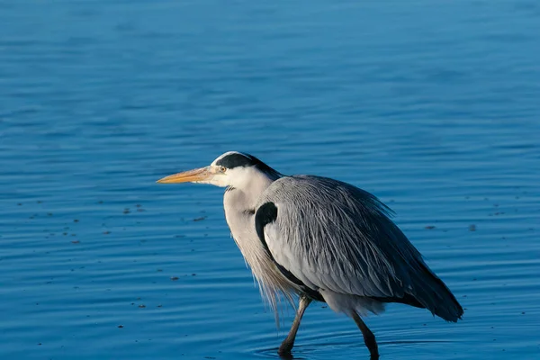 Close Image Blue Heron Feeding Estuary West Coast South Africa — Stock Photo, Image