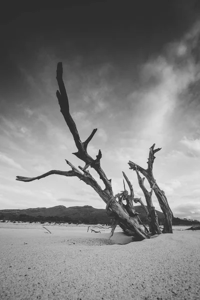 乾燥したダムにある古い死んだ木 Brandvlei ダムの西部岬の南アフリカ共和国の美しい広角風景写真 — ストック写真
