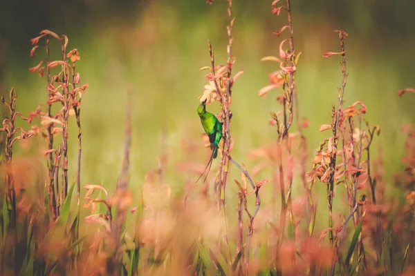 Close up image of a Malachite Sunbird feeding on flying ants in the Western Cape of South Africa