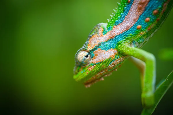 Feche Imagem Camaleão Com Cores Vivas Fundo Verde — Fotografia de Stock