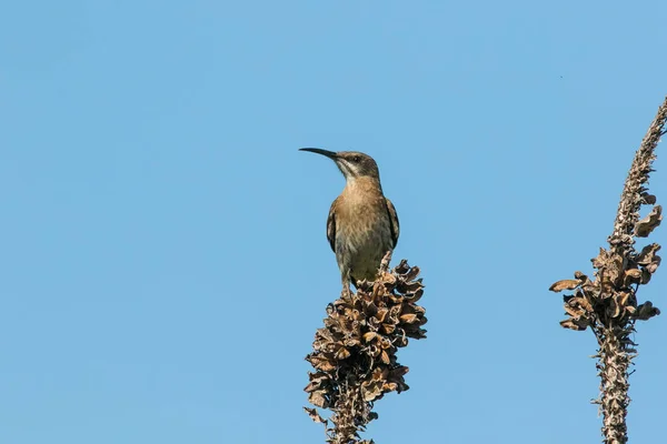 Immagine Ravvicinata Una Femmina Cape Sugarbird Appollaiata Ramo Albero — Foto Stock