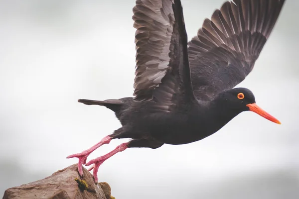 Close up image of a black oyster catcher feeding on the rocks in the tidal region in the western cape of south africa