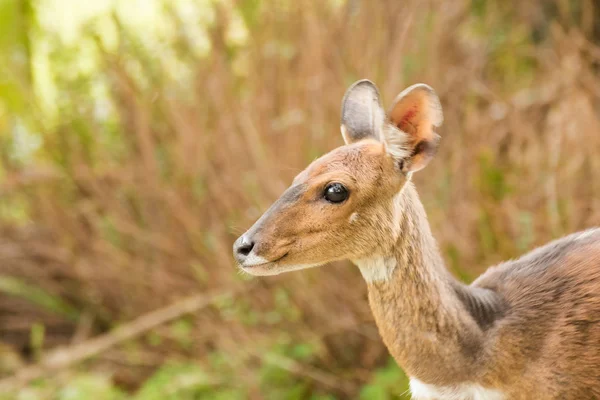 Imagen Cerca Bushbuck Los Bosques Naturales Alrededor Ciudad Costera Knysna — Foto de Stock