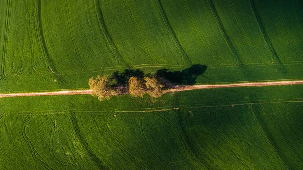 Wide Angle Drone Image Bright Green Wheat Fields Swartland Region — Stock Photo, Image