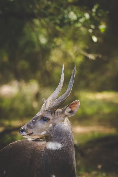 Imagen Cerca Bushbuck Los Bosques Naturales Alrededor Ciudad Costera Knysna — Foto de Stock