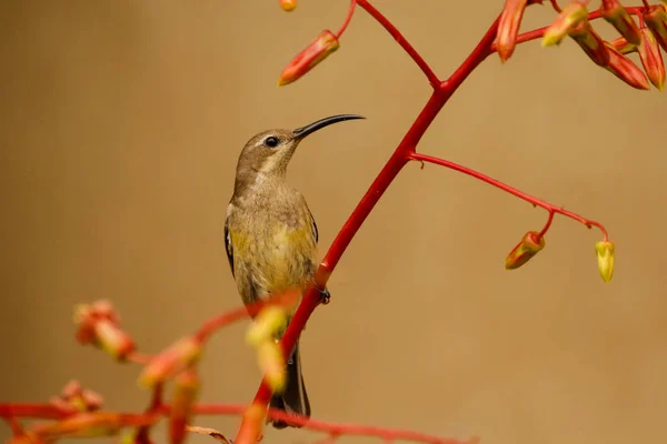 Close up image of a Malachite Sunbird feeding on flying ants in the Western Cape of South Africa