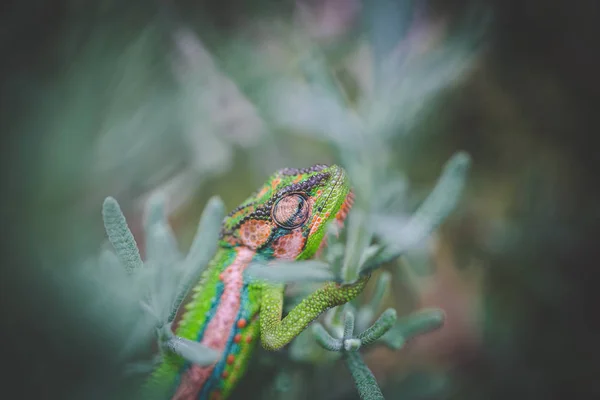 Detail Chameleon Živými Barvami Zeleném Pozadí — Stock fotografie