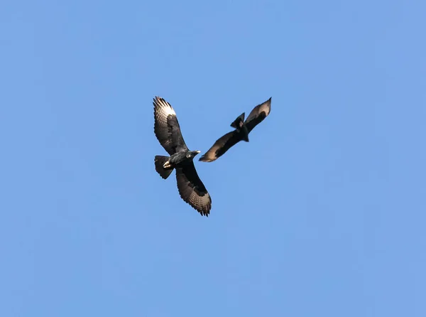 Águilas negras fotos de stock, imágenes de Águilas negras sin royalties |  Depositphotos