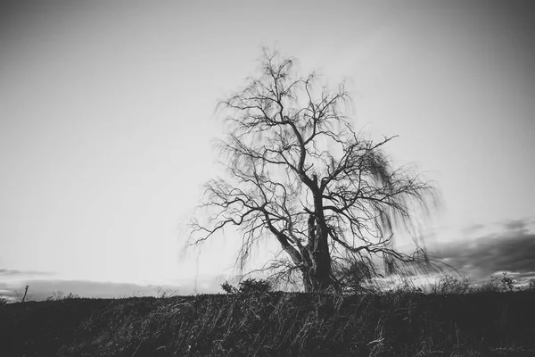 Uzun Pozlama Görüntü Üzerine Eski Bir Ağlayan Söğüt Ağacı — Stok fotoğraf