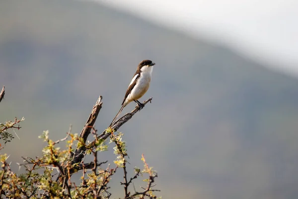 Close Image Fiscal Shrike Sitting Thorn Tree Branch — Stock Photo, Image