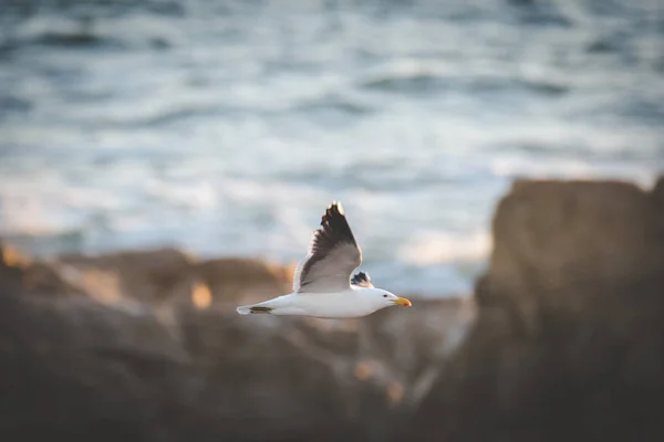 Nahaufnahme Einer Schwarzen Rückenmöwe Flug Über Den Ozean — Stockfoto