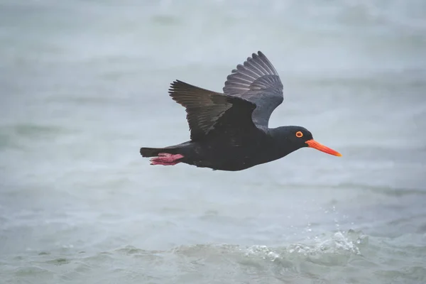 Close up image of a black oyster catcher feeding on the rocks in the tidal region in the western cape of south africa