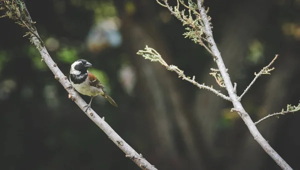 Close Image Common Sparrow Sitting Tree Branch — Stock Photo, Image