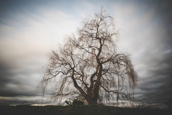 Imagine Lungă Expunere Peste Salcie Bătrână Care Plânge — Fotografie, imagine de stoc