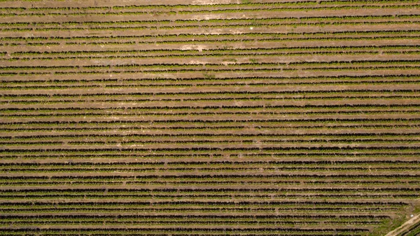 Aerial Photo Bright Green Vineyards Slanghoek Valley Worcester Western Cape — Stock Photo, Image