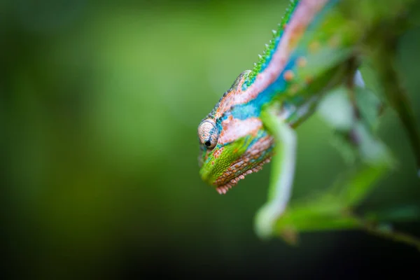 Close Beeld Van Een Kameleon Met Levendige Kleuren Een Groene — Stockfoto