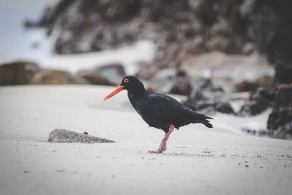 Close up image of a black oyster catcher feeding on the rocks in the tidal region in the western cape of south africa
