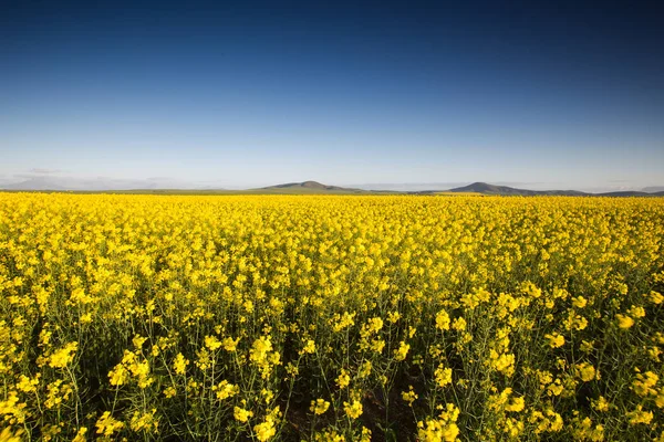 노란색 남아프리카의 케이프에 태양의 설정의 이미지 — 스톡 사진