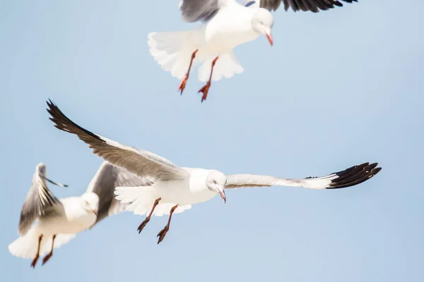 Close Images Grey Headed Gulls Flying Overhead Looking Food Scraps — Stock Photo, Image