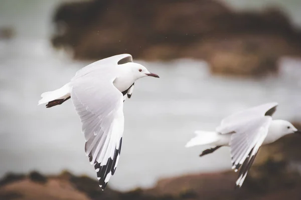 Immagine Ravvicinata Dei Gabbiani Hartlaub Che Sorvolano Oceano Sudafrica — Foto Stock