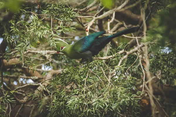 Imagen Cerca Knysna Turaco Lourie Alimentándose Las Semillas Árbol Yellowwood — Foto de Stock