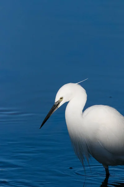 Close Image Great White Egret Fishing Estuary West Coast South — Stock Photo, Image