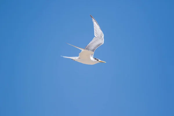 Close Image Flock Caspian Terns Flying Perch Estuary South Africa — Stock Photo, Image