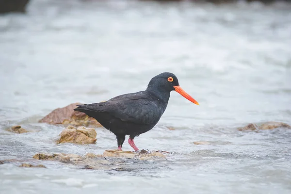 Close up image of a black oyster catcher feeding on the rocks in the tidal region in the western cape of south africa